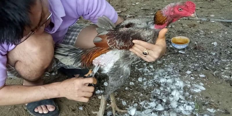 Vệ sinh và cắt tỉa lông cho gà