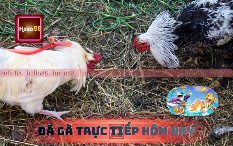 Trải Nghiệm Đá Gà Trực Tiếp Hôm Nay Cực Nét Trên 79King