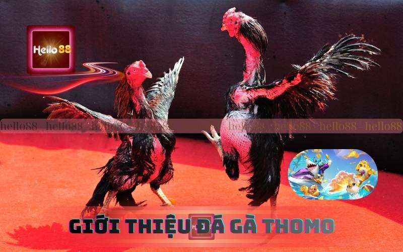 Giới thiệu về đá gà trực tiếp thomo tại 79King